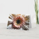 Zoek naar gerbera kaarten Dagbladen