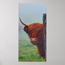 Zoek naar grappig boerderij posters Koe op het hoogland