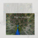 Zoek naar peacock feather briefkaarten Tropisch