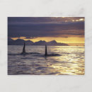 Zoek naar walvis staart posters Zwemmen