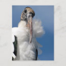 Zoek naar elvis briefkaarten Foto's