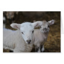 Zoek naar lammeren Dieren