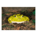 Zoek naar gewervelde dieren posters Kikker