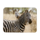 Zoek naar kenia magneten Buiten