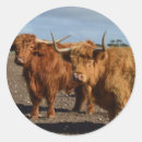 Zoek naar hoogland koeien stickers Koe op het hoogland