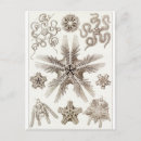 Zoek naar haeckel briefkaarten Ernst
