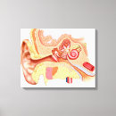 Zoek naar menselijk diagram kunst Gezondheidszorg