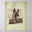 Zoek naar mechelen posters Malinois