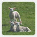 Zoek naar lammeren stickers Schattig