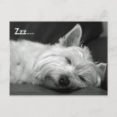 Zoek naar westie briefkaarten Schattig