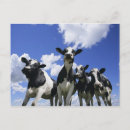 Zoek naar kalveren posters Blauw