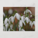 Zoek naar sneeuwklokje briefkaarten Bloemen