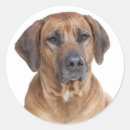 Zoek naar rhodesian stickers Rhodezische ridgeback