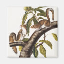 Zoek naar grijze eekhoorn magneten Wild