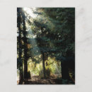 Zoek naar redwood briefkaarten Bos