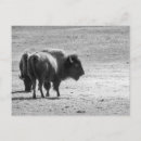 Zoek naar bizon briefkaarten Landschap