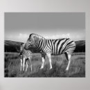 Zoek naar zebra posters Dier