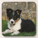 Zoek naar band onderzetters Hond