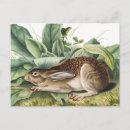 Zoek naar staart briefkaarten Zoogdier