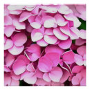 Zoek naar hydrangea hortensia posters Blauw