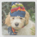 Zoek naar puppy fotografie Dier