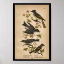 Zoek naar ornitholoog posters Ornithologie