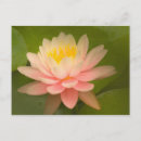 Zoek naar verenigde staten briefkaarten Plant