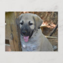 Zoek naar mastiff briefkaarten Schattig