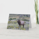 Zoek naar diane briefkaarten Wapiti