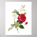 Zoek naar redouté posters Botanisch