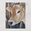 Zoek naar koe hoofd posters Landbouw