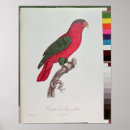 Zoek naar plumage kunst Veren