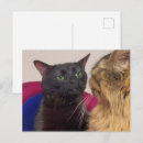 Zoek naar grappige zwarte kat briefkaarten Vriend
