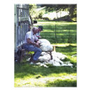 Zoek naar scheer posters Schapen