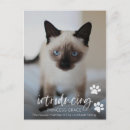 Zoek naar gekke katten briefkaarten Kattemoeder