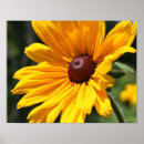 Zoek naar zwarte zon posters Voor haar