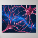 Zoek naar synapsen posters Biologie