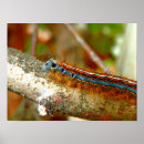 Zoek naar moth kunst Natuur