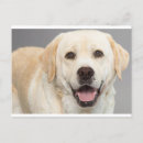 Zoek naar labrador puppy briefkaarten puppies