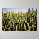 Zoek naar tarwe posters Landbouw