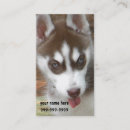 Zoek naar husky visitekaartjes Dieren