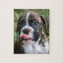 Zoek naar boxer puzzels Bokshond