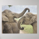 Zoek naar indische olifant posters Zoogdier