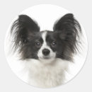 Zoek naar papillon hond stickers Puppies