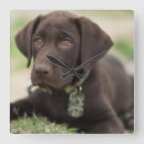 Zoek naar puppy klokken Labrador rekker