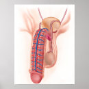 Zoek naar biomedisch posters Kunstwerk