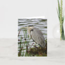 Zoek naar reiger kaarten Dieren