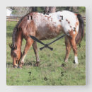 Zoek naar appaloosa klokken Elk persoon