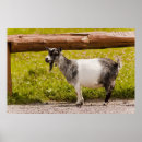 Zoek naar afrikanen posters Zwart