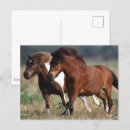 Zoek naar ponies briefkaarten Bob langers